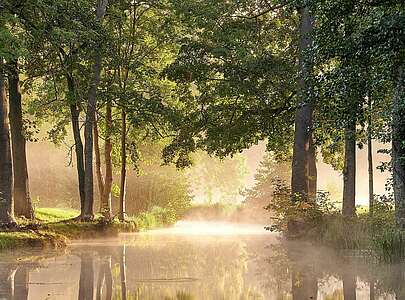 Morgentau im Spreewald