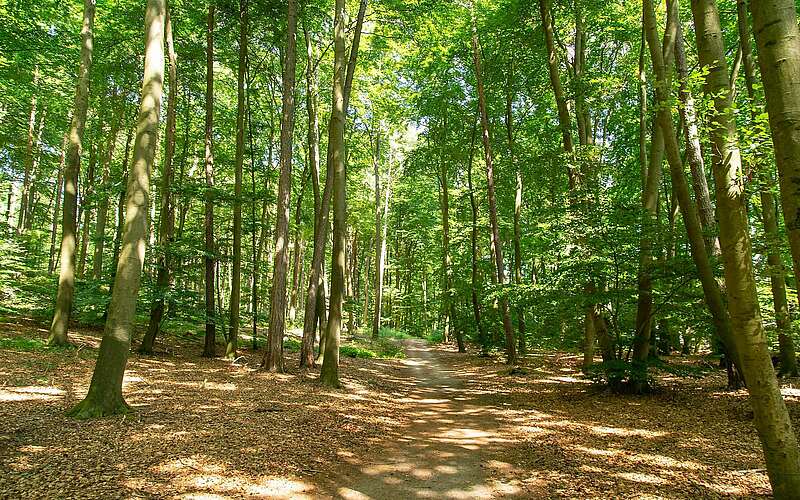



    
        
                Stechlinsee-Rundweg,
            
        
                Foto: TMB Tourismus-Marketing Brandenburg GmbH/Steffen Lehmann
            
    
