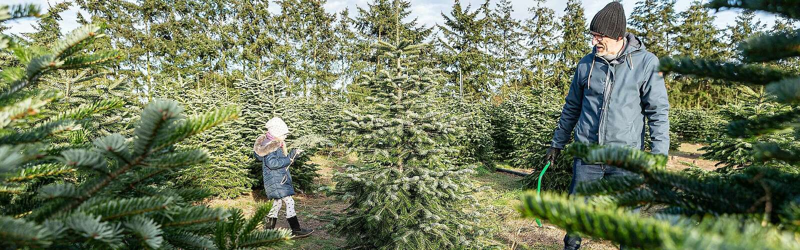 Weihnachtsbaumschlagen auf dem Werderaner Tannenhof,
        
    

        Foto: Fotograf / Lizenz - Media Import/Steffen Lehmann