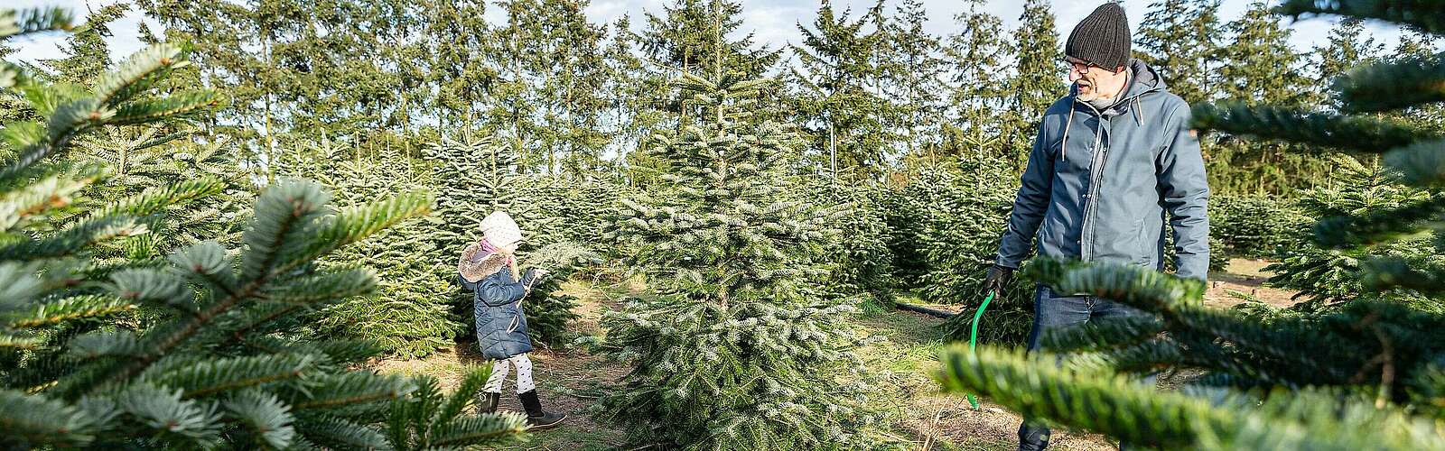 Weihnachtsbaumschlagen auf dem Werderaner Tannenhof,
            
        
                Foto: TMB Tourismus-Marketing Brandenburg GmbH/Steffen Lehmann