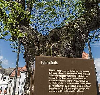 Lutherlinde in Treuenbrietzen