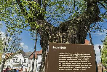 Die Luther-Linde von Treuenbrietzen
