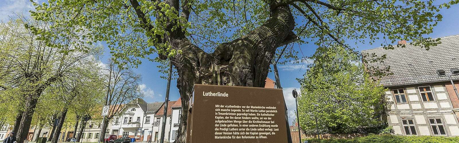 Lutherlinde in Treuenbrietzen,
            
        
                Foto: TMB Tourismus-Marketing Brandenburg GmbH/Steffen Lehmann