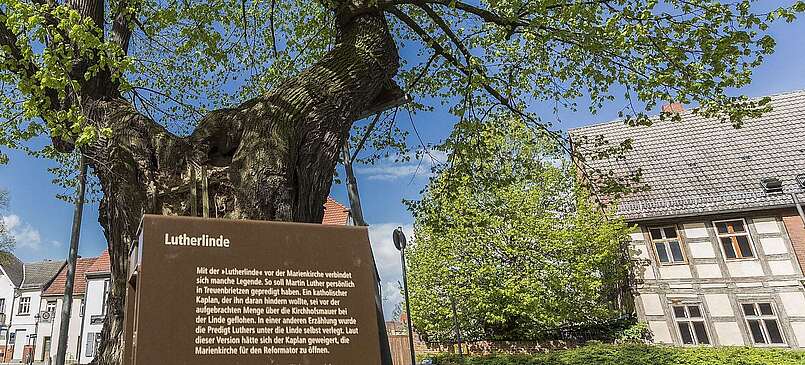 Die Linde mit dem Namen des Reformators