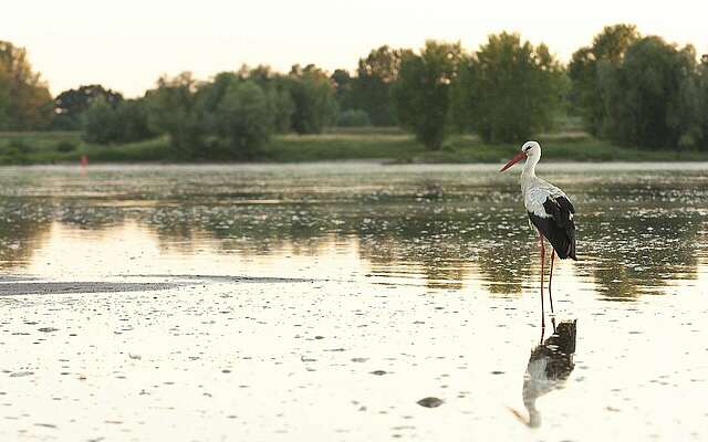 Weißstorch bei Lenzen an der Elbe