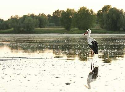 Weißstorch bei Lenzen an der Elbe