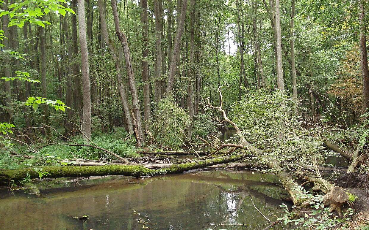 Gemächlich fließt sie durch den Wald: die Schwärze bei Eberswalde