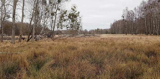 Feuchtwiese im Wildgehege Glauer Tal