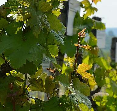 Wein, Weib und Gesang auf dem Werderaner Wachtelberg