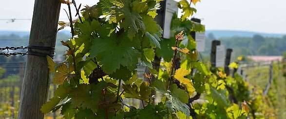 Weinreben auf dem Wachtelberg