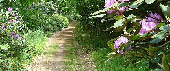 Rhododendronweg im Schlosspark Wiesenburg