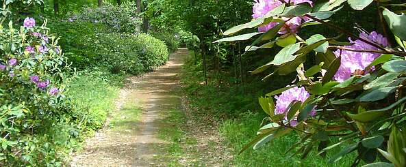 Ein Wald blüht auf