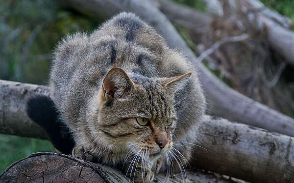 Luchs im Wildnisgebiet Jüterbog