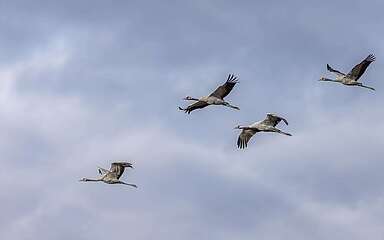 Kraniche fliegend, Alt- und Jungtiere
