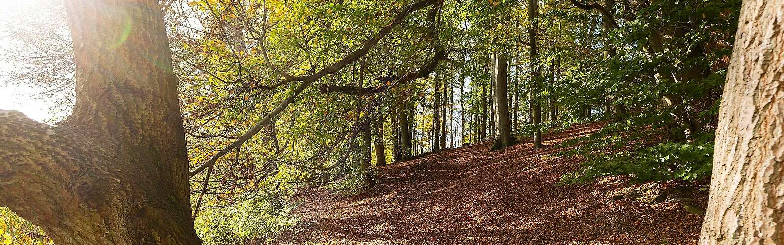 Herbstlicher Wald am Hellsee,
            
        
                Foto: TMB Tourismus-Marketing Brandenburg GmbH/Steffen Lehmann