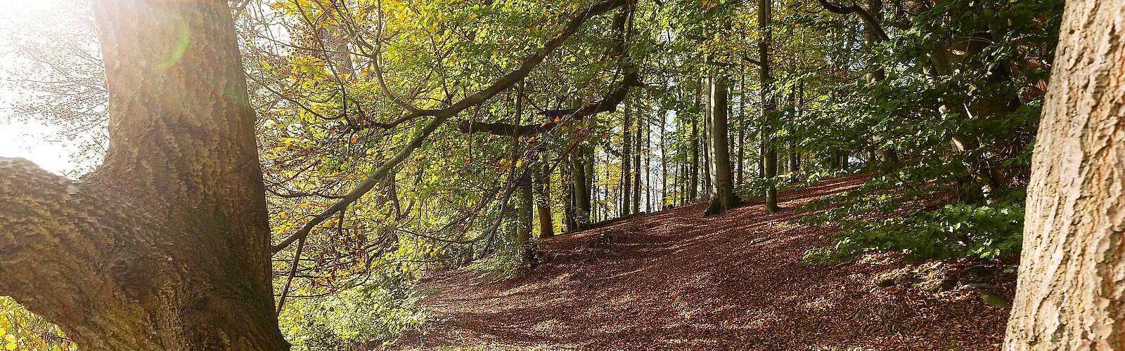 Herbstlicher Wald am Hellsee,
        
    

        Foto: Fotograf / Lizenz - Media Import/Steffen Lehmann