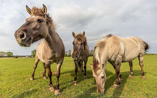 Pferde auf der Weide