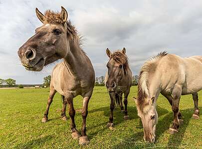 Pferde auf der Weide