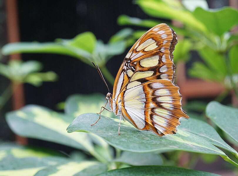 Schmetterling auf Blatt