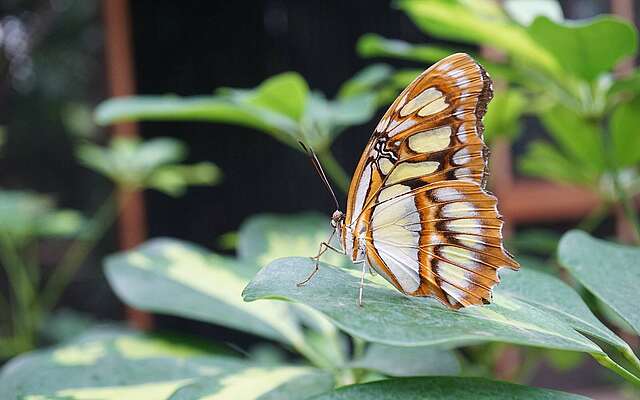 Schmetterling auf Blatt