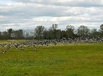 Aufsteigende Wildgänse in Jütchendorf