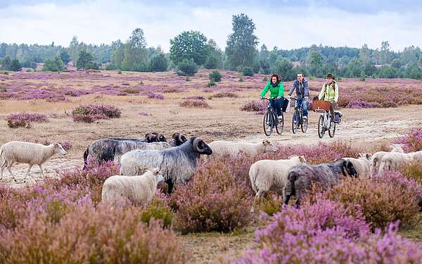 Radfahrer in der Heide