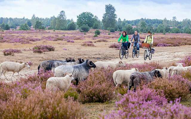 Radfahrer in der Heide