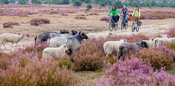 Radfahrer in der Heide