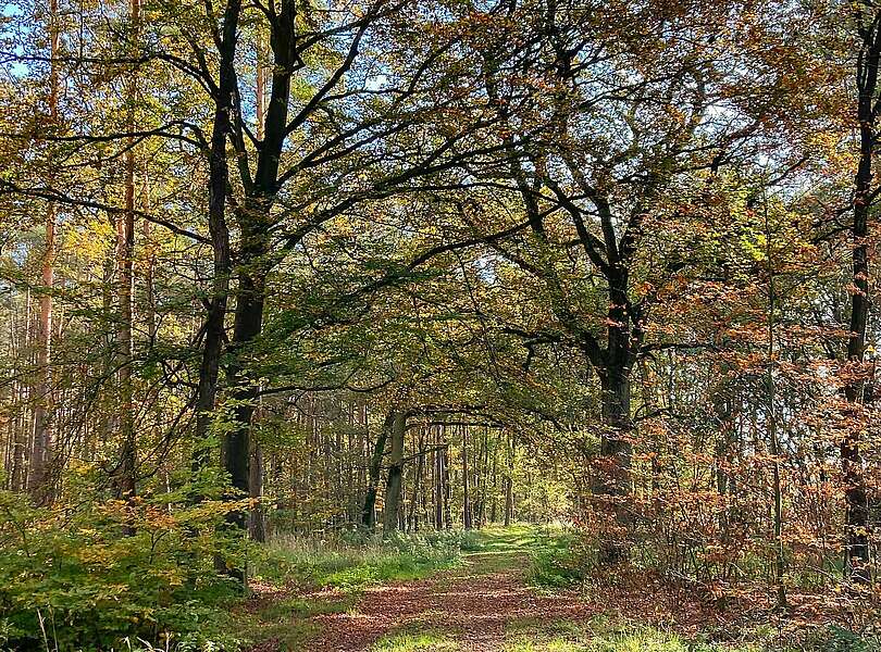 Waldspaziergang