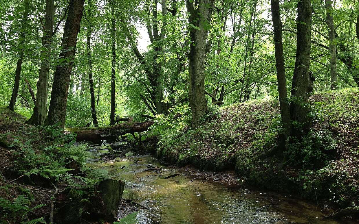 Schlaubetal