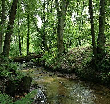 Brandenburgs schönstes Bachtal entdecken
