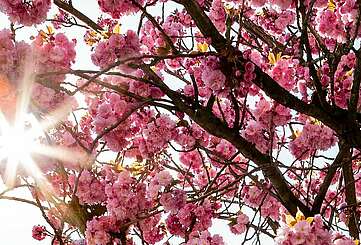 Frühling
