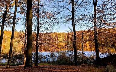 Buchenwald Grumsin