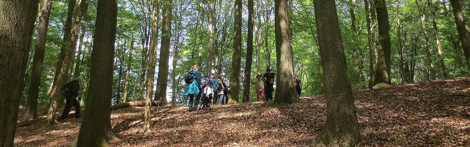Wanderung durch den Grumsin,
            
        
                Foto: TMB Tourismus-Marketing Brandenburg GmbH/Martina Göttsching