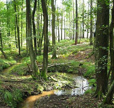 Waldspaziergang im Fläming