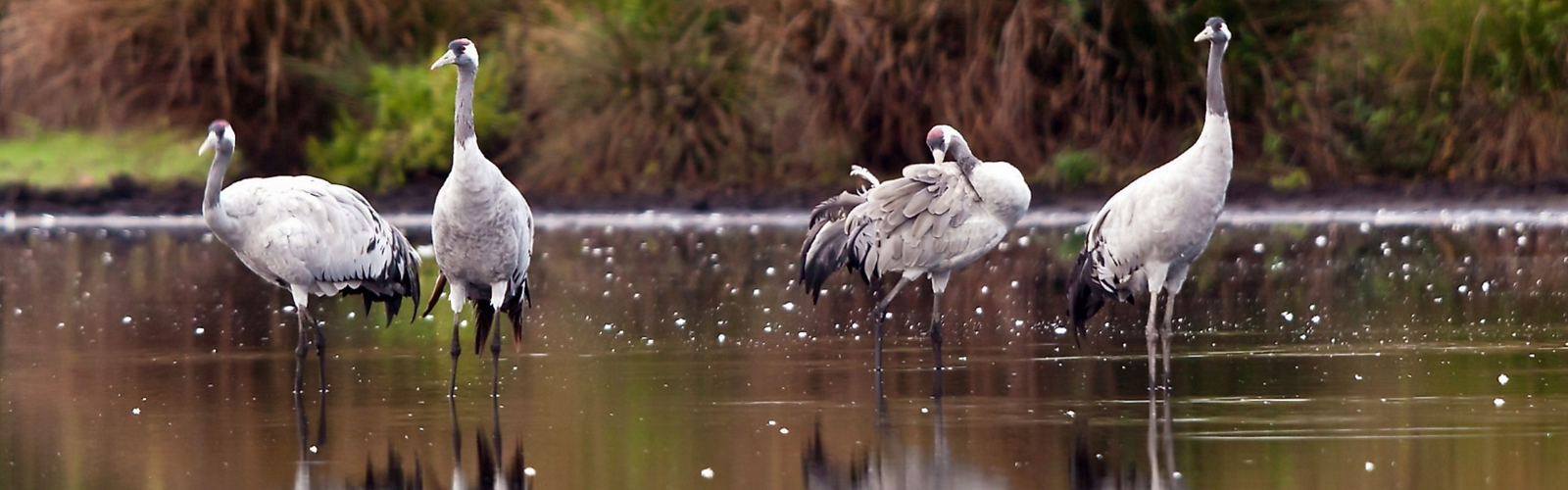 Kraniche in Sielmanns Naturlandschaft Wanninchen