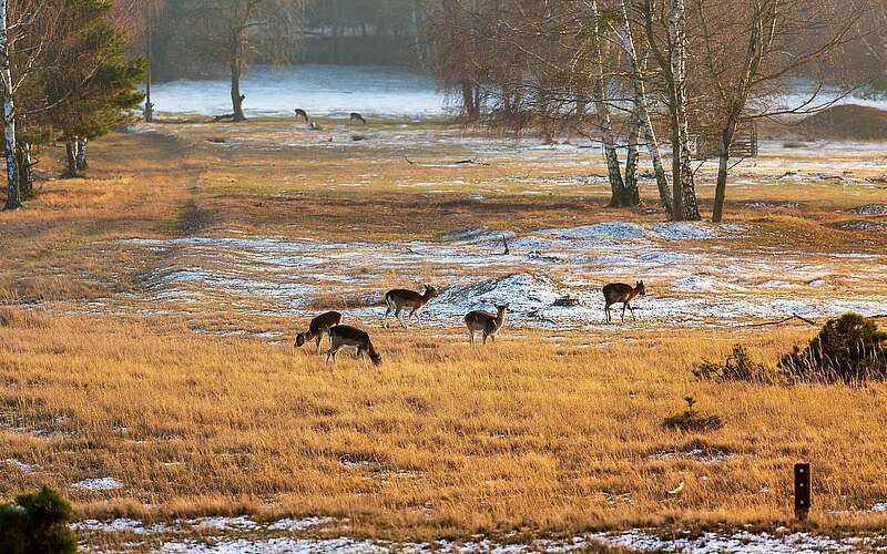 



    
        
                Rehe im Naturpark Nuthe-Nieplitz,
            
        
                Foto: TMB Tourismus-Marketing Brandenburg GmbH/Steffen Lehmann
            
    
