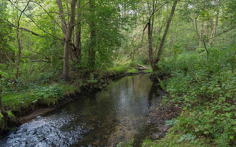 



    
        
                Das Hellmühler Fließ im Biesenthaler Becken,
            
        
                Foto: TMB Tourismus-Marketing Brandenburg GmbH/Steffen Lehmann
            
    
