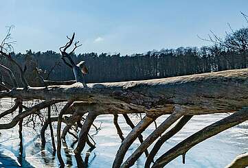 Winterlicher Hellsee im Barnim