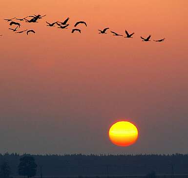 Der Vogelpodcast - Natur für die Ohren!