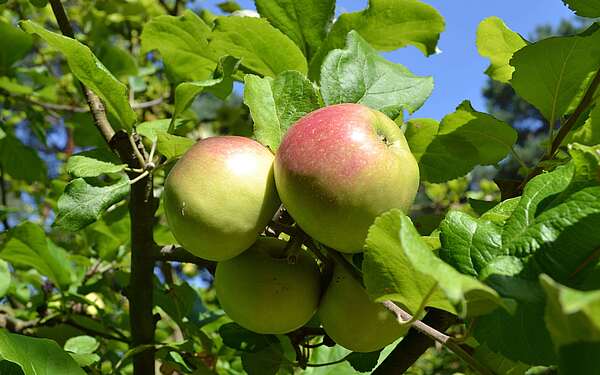 Reife Äpfel am Baum