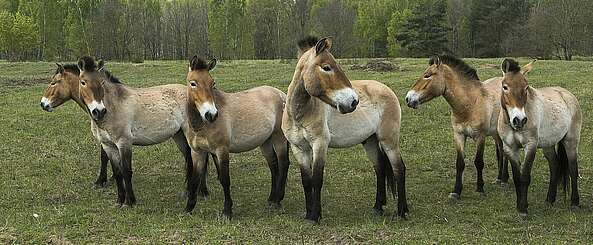 Wildnis in der Döberitzer Heide
