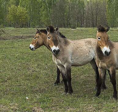 Wildpferde in Sielmanns Naturlandschaft Döberitzer Heide
