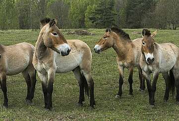 Wildnis in der Döberitzer Heide