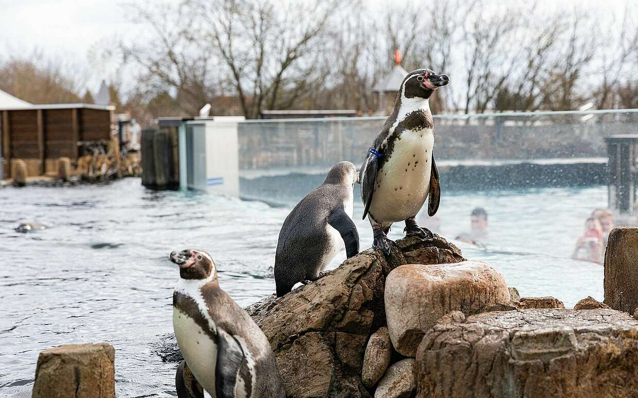 Pinguine im Spreeweltenbad Lübbenau