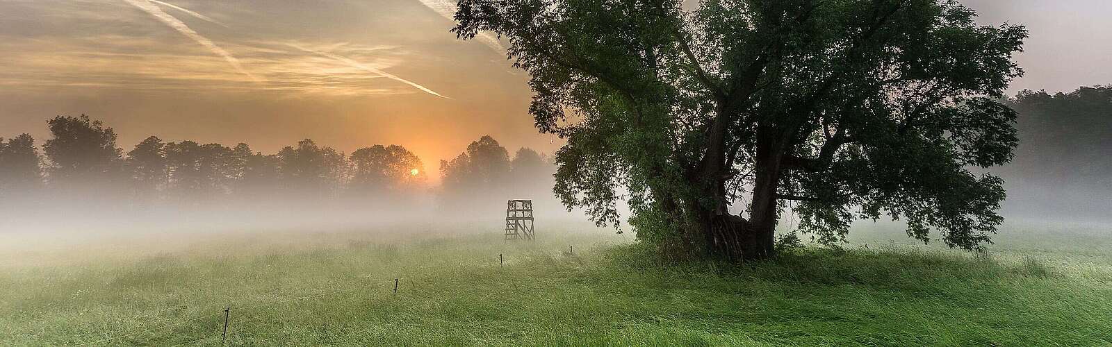 Morgentau auf den Spreewaldwiesen