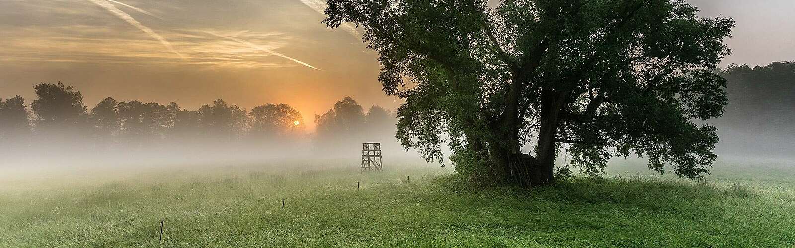 Morgentau auf den Spreewaldwiesen,
            
        
                Foto: TMB Tourismus-Marketing Brandenburg GmbH/Alois Eckl