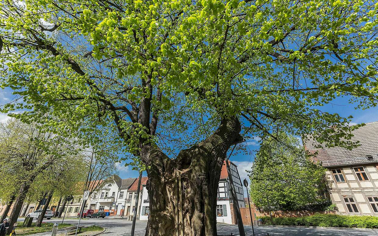 Lutherlinde in Treuenbrietzen
