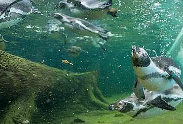 Schwimmen mit Pinguinen