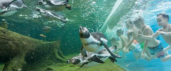 Schwimmen mit Pinguinen in den Spreewelten